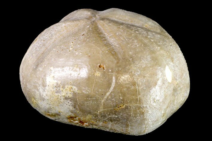Cretaceous Sea Urchin (Hemiaster) Fossil - Texas #156396
